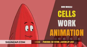Muscle Cells in Motion: Unveiling Their Function Through Animation