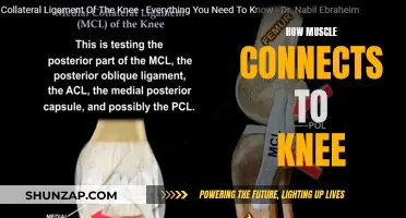Muscle and Knee: Exploring the Anatomy of Movement