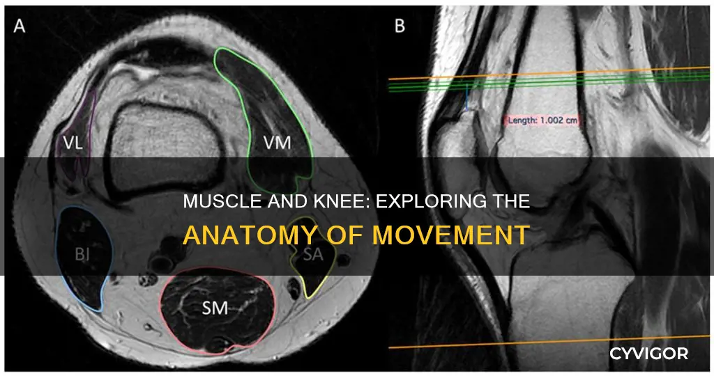 how muscle connects to knee