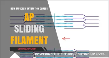 Muscle Contraction: Sliding Filaments in Action