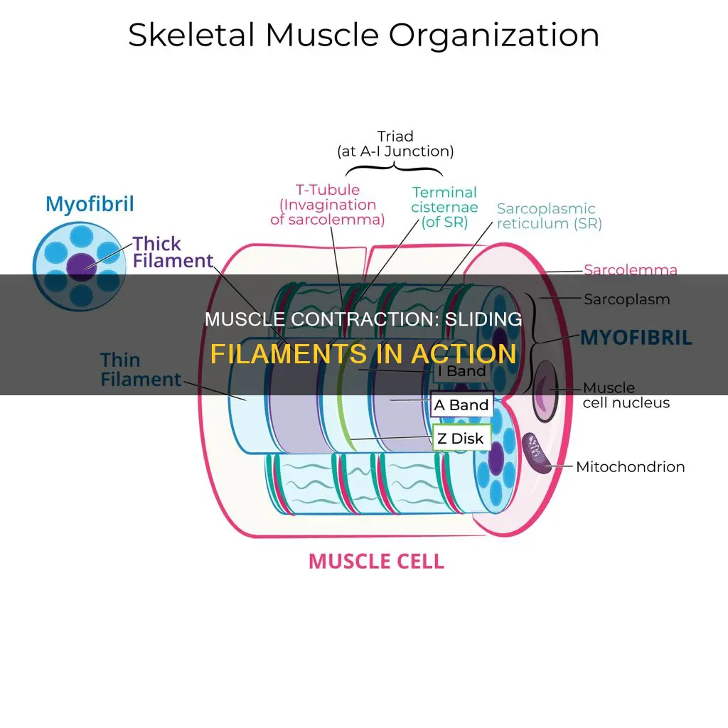 how muscle contraction causes ap sliding filament