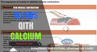 Calcium's Role in Muscle Contraction: Unlocking the Mechanism