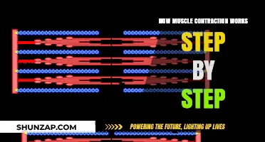 Understanding Muscle Contraction: A Detailed Step-by-Step Guide to Movement