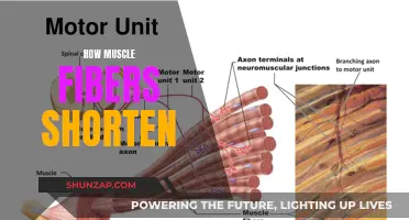 Muscle Fibers Shortening: Unraveling the Intricate Process