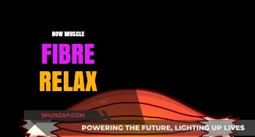 Understanding Muscle Fibre Relaxation: Mechanisms and Recovery Insights