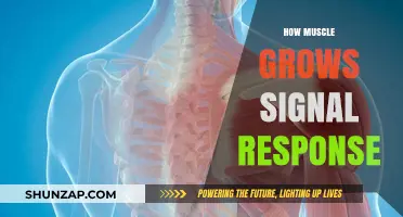Muscle Growth Unveiled: Understanding the Science of Signal Response