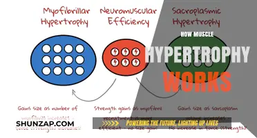 Understanding Muscle Hypertrophy: Mechanisms, Training, and Growth Strategies