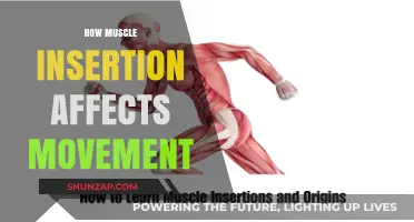 Unveiling the Impact of Muscle Insertion on Movement Efficiency