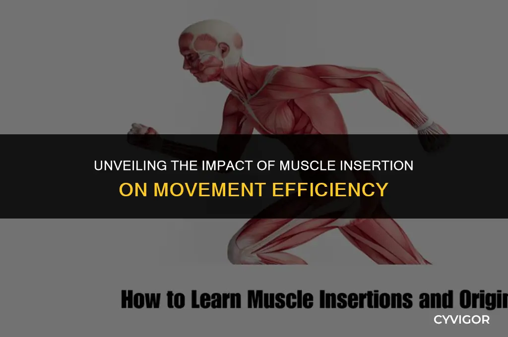 how muscle insertion affects movement