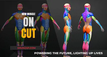 Building Muscle While Cutting: Effective Strategies