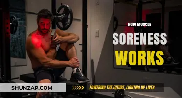Understanding Muscle Soreness: Causes, Recovery, and Prevention Explained