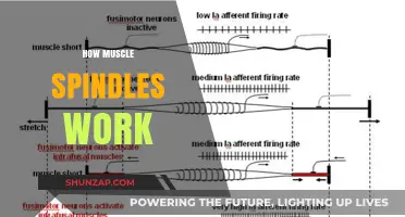 Understanding Muscle Spindles: The Science Behind Reflexes and Stretch Detection