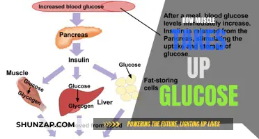 Muscle Glucose Uptake: Unlocking the Process
