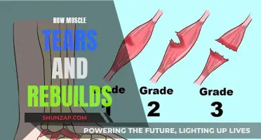 Muscle Tearing and Rebuilding: The Science of Muscle Growth