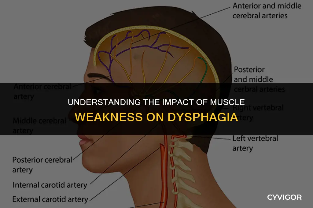 how muscle weakness affects dysphagia