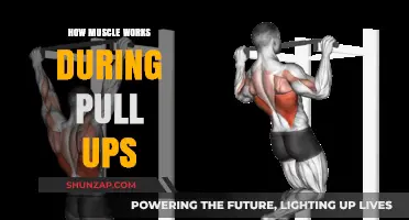 Mastering Pull-Ups: Understanding Muscle Mechanics and Engagement