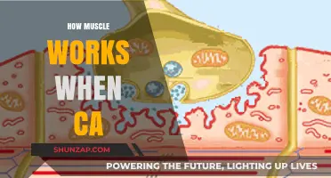 Understanding Muscle Function: How Calcium Triggers Contraction and Strength