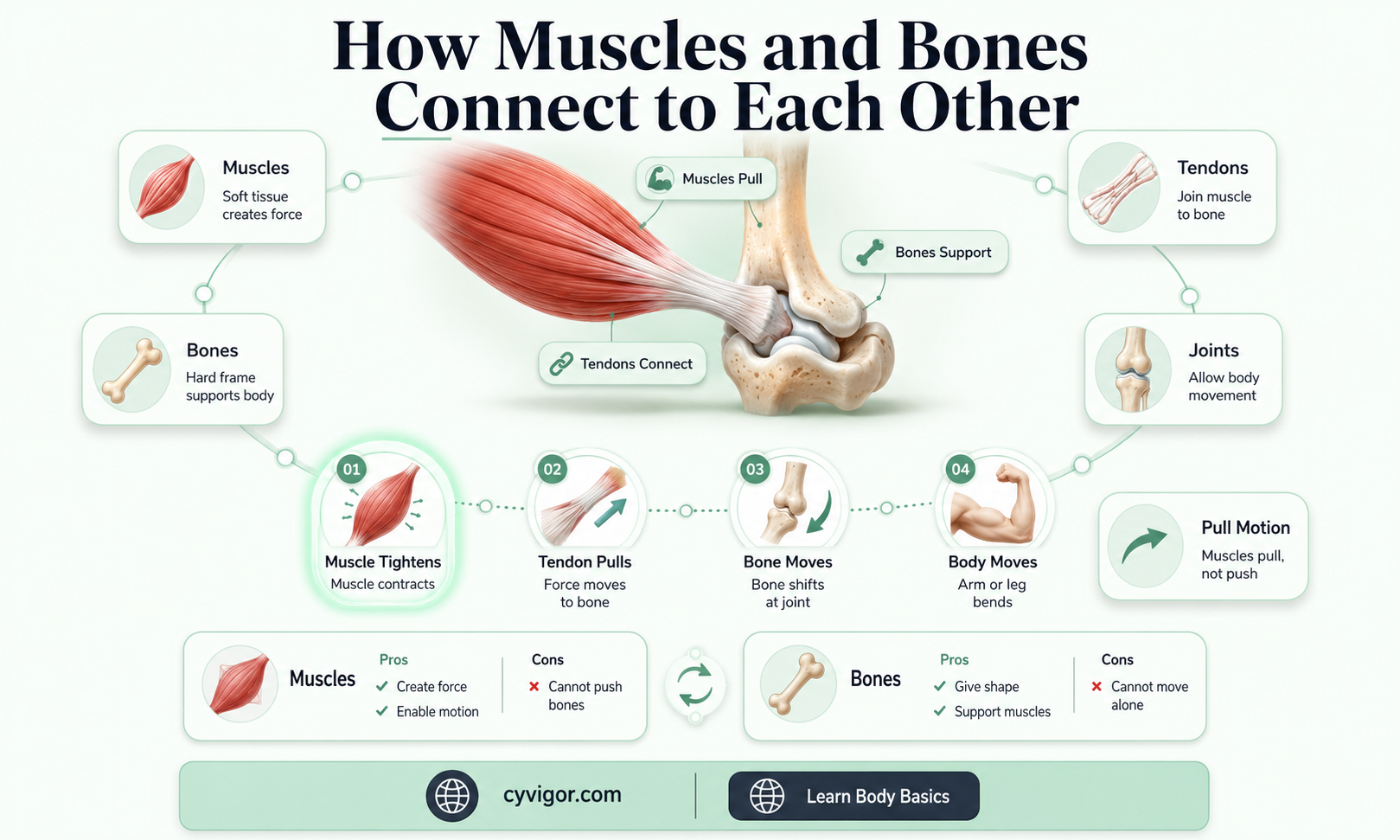 are muscles attatched to bones