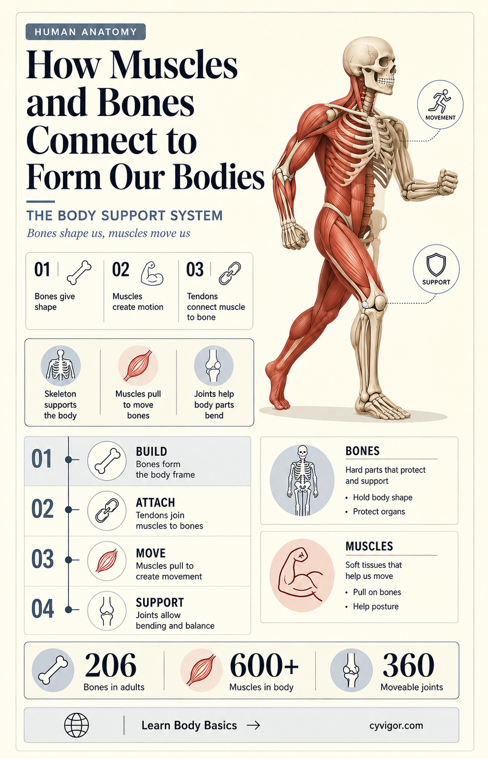 are muscles attached to bones
