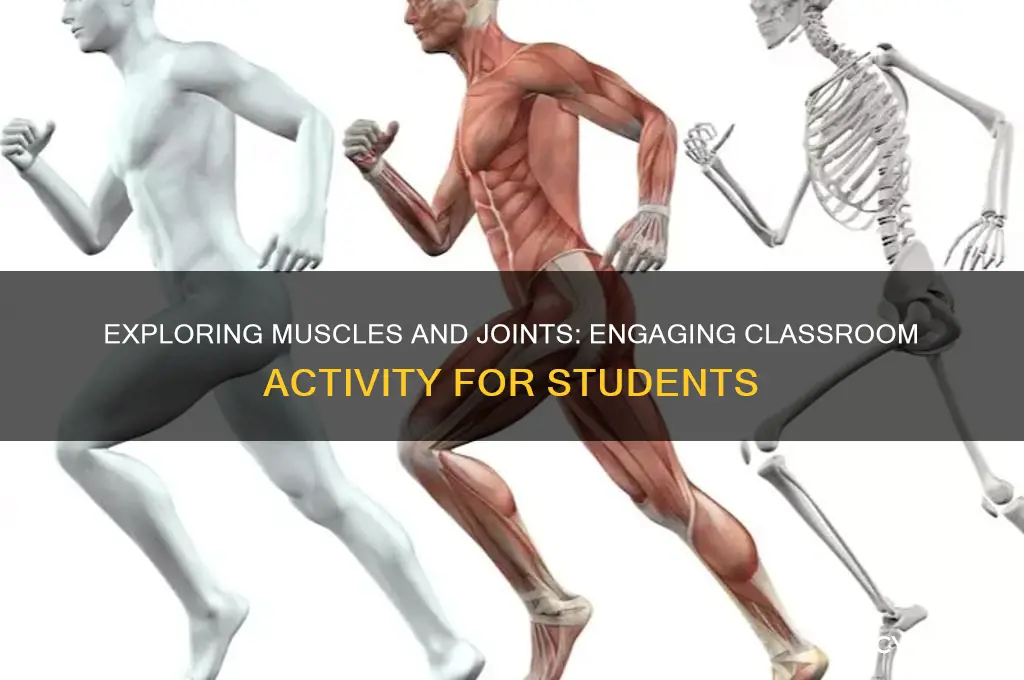 how muscles and joints work classroom activity