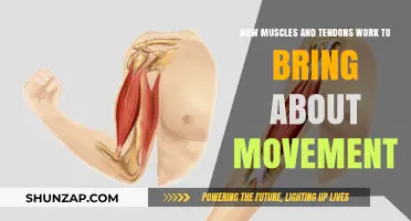 Muscles and Tendons: The Dynamic Duo Behind Human Movement