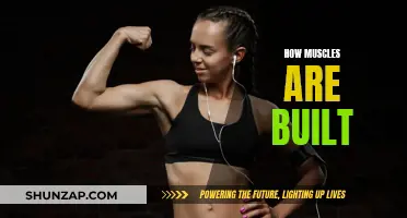 Muscle Building: Unlocking the Science of Hypertrophy