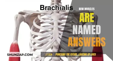 The Intriguing Logic Behind Muscle Nomenclature