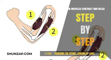 Understanding Muscle Contraction and Relaxation: A Step-by-Step Guide