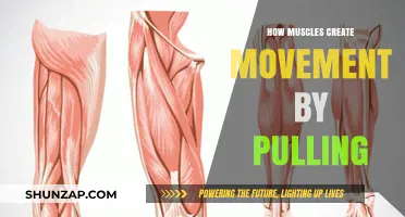 Muscle Mechanics: How Contractions and Pulling Drive Human Movement