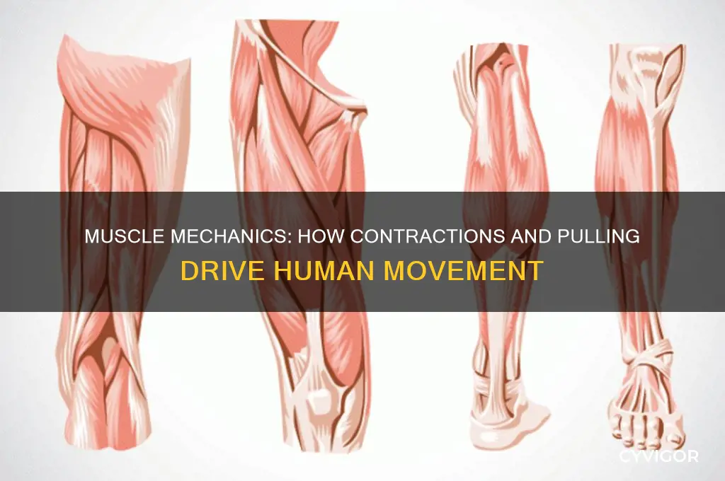 how muscles create movement by pulling