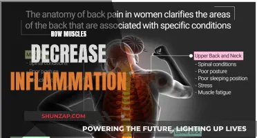 Muscles: Natural Inflammation Fighters