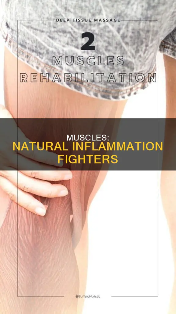 how muscles decrease inflammation