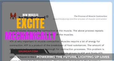 Muscle Mechanics: Exciting Contractions and Movements