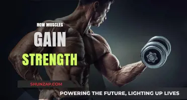Unlocking Muscle Power: The Science Behind Strength Gains