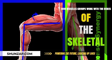Muscle-Bone Synergy: Understanding Skeletal System Mechanics and Movement