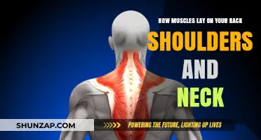 Understanding Muscular Anatomy: Back, Shoulders, and Neck