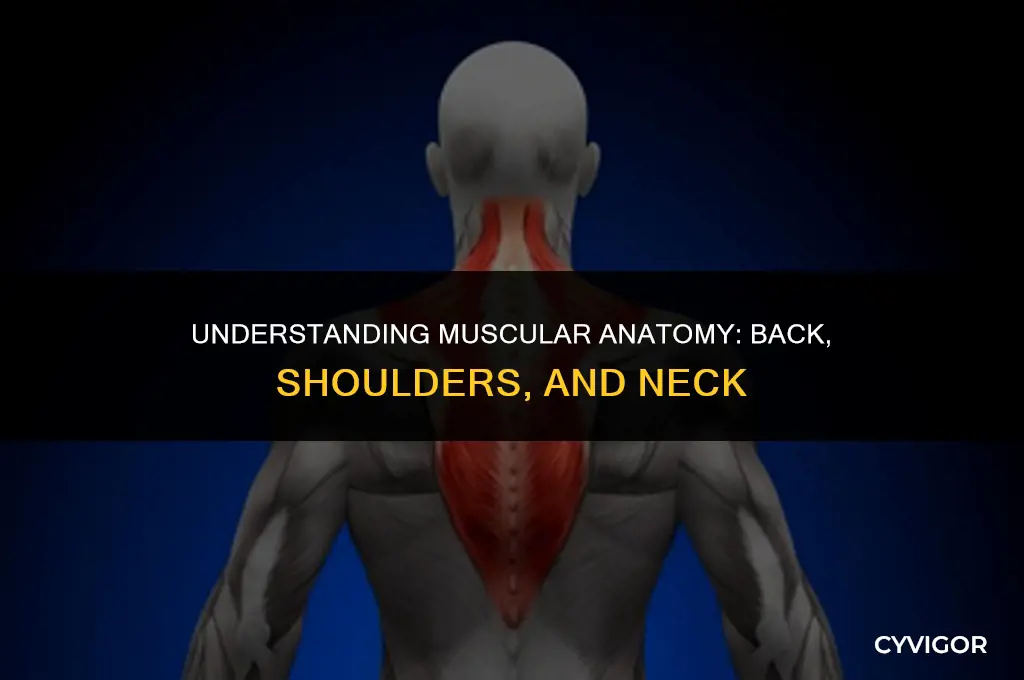 how muscles lay on your back shoulders and neck