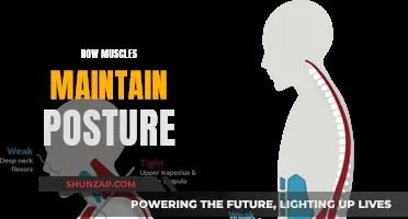 Muscles: Posture Maintenance and Body Balance