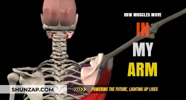 Understanding Arm Muscle Mechanics: How Movement Happens in Your Arm