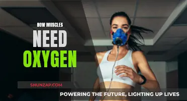 Muscles and Oxygen: Vital Partners in Fitness