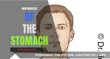 Understanding the Intricate Muscles of Your Stomach