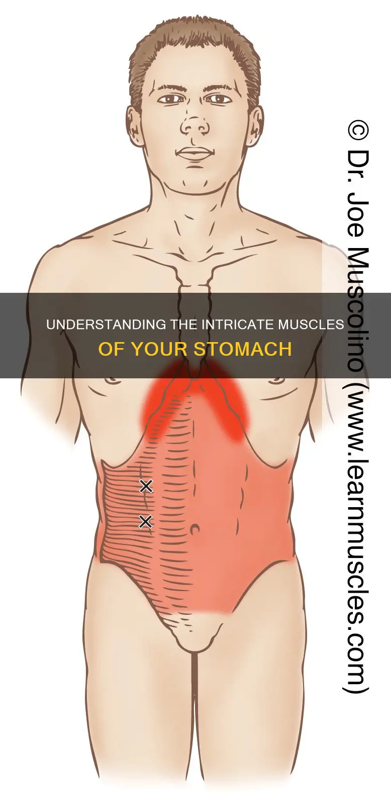 how muscles of the stomach