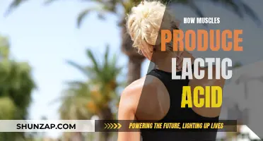 Muscles, Lactic Acid, and Energy: Understanding the Link