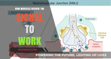 Unraveling the Neuromuscular Connection: How Muscles Receive Work Signals