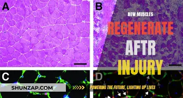 Muscle Injury Recovery: The Regeneration Process Explained