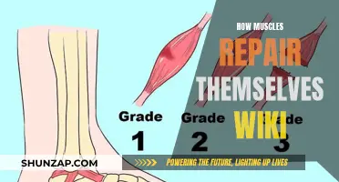 Muscle Self-Repair: Understanding the Intricate Wiki Way