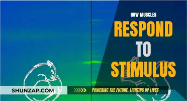 Muscle Response to Stimulus: Understanding the Science