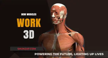 Unveiling the 3D Mechanics of Muscle Function and Movement