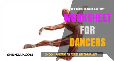 Understanding Muscle Anatomy: Essential Worksheet for Dancers' Performance and Flexibility
