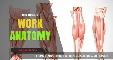 Understanding Muscle Anatomy: How Muscles Contract, Move, and Function